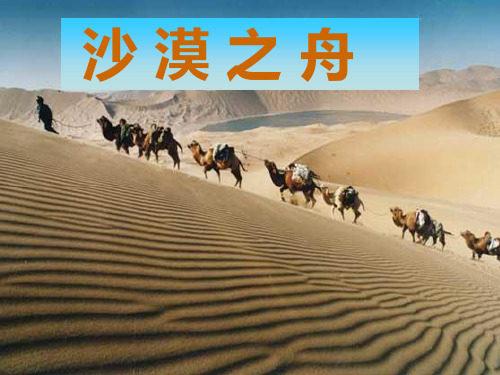 四年级下册语文课件-8.2《沙漠之舟》北师大版 (共17张PPT)