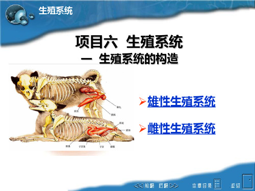 08生殖系统雌性-构造