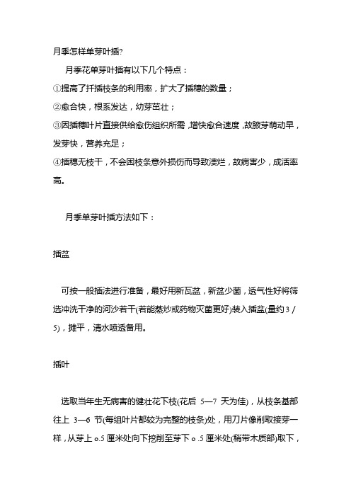 月季怎样单芽叶插