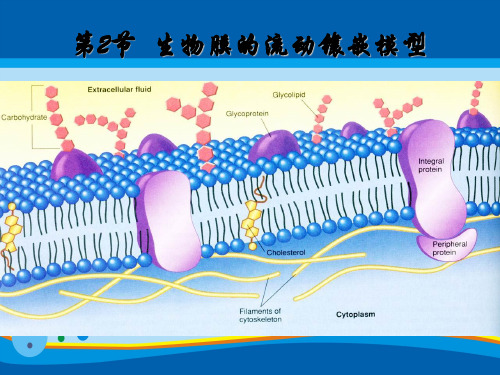 人教版生物必修一4.2-生物膜的流动镶嵌模型(共25张PPT)