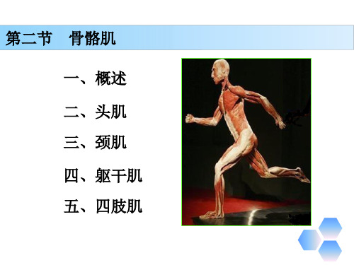 解剖学基础第四章《运动系统—肌肉》PPT课件