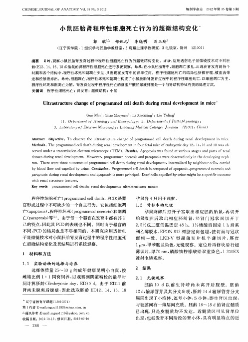 小鼠胚胎肾程序性细胞死亡行为的超微结构变化
