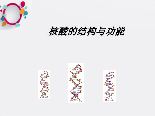 《核酸的结构与功能》PPT课件