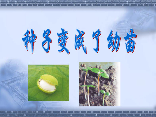 教科版科学三年级下册《种子变成了幼苗》教学课件