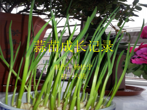 生物作业：蒜苗成长记录