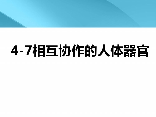 教科版四上第四单元4-7相互协作的人体器官