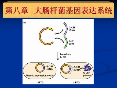 第八章大肠杆菌基因表达系统