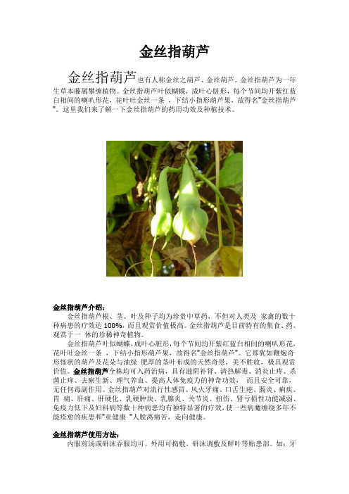 金丝指葫芦