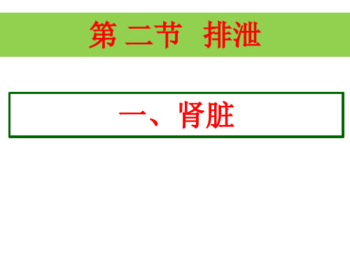 冀少版生物七下2.3.2《排泄-肾脏》 课件(共22张PPT)
