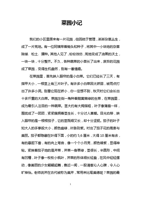 菜园小记