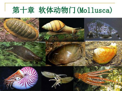 2012-第10章-软体动物门