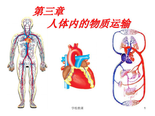 七年级生物人体内的物质运输课件(讲课适用)