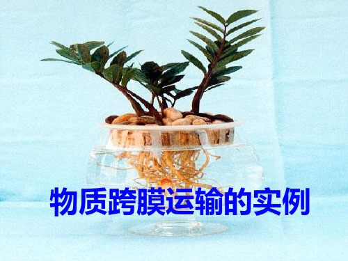 物质跨膜运输实例