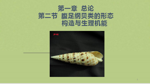 腹足纲贝类的形态构造与生理机能