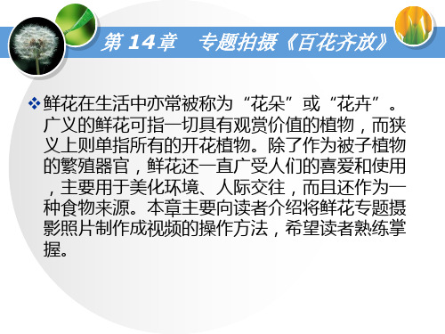 第14章  专题拍摄——《百花齐放》