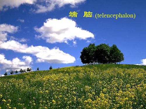 端脑