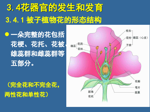 34花器官的发生和发育