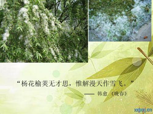 第17章抗过敏药