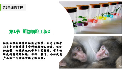 2.1.2 植物细胞工程(第2课时)高二生物课件(人教版2019选择性必修3)