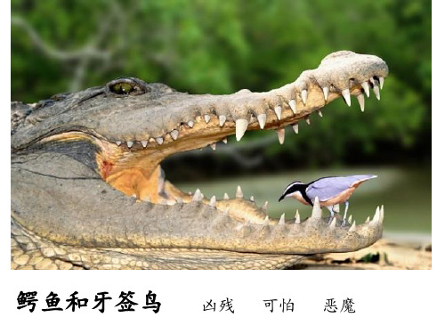 小鳄鱼找朋友
