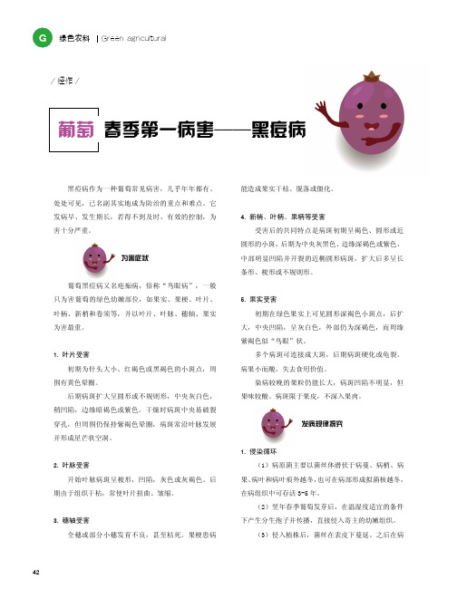 葡萄春季第一病害——黑痘病