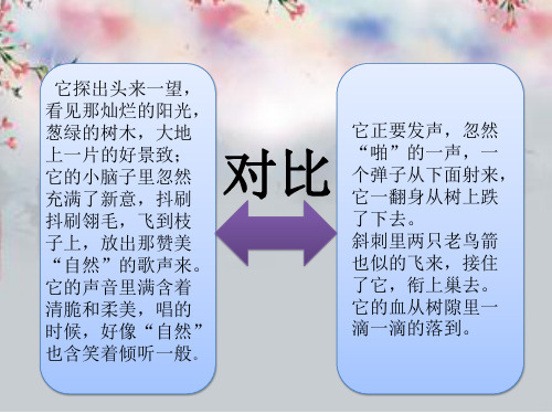 小学三年级语文《一只小鸟》教学课件