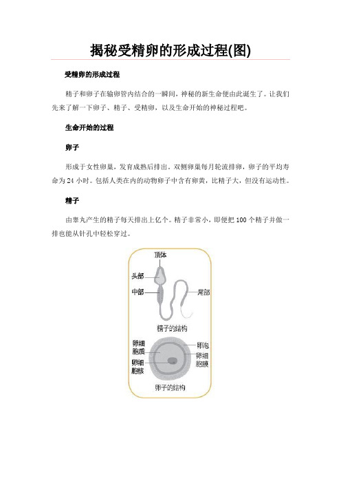 揭秘受精卵的形成过程