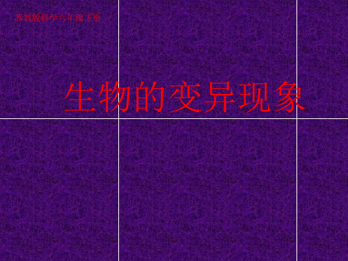 六年级下册科学课件 -《生物的变异现象》   苏教版(共14张PPT)