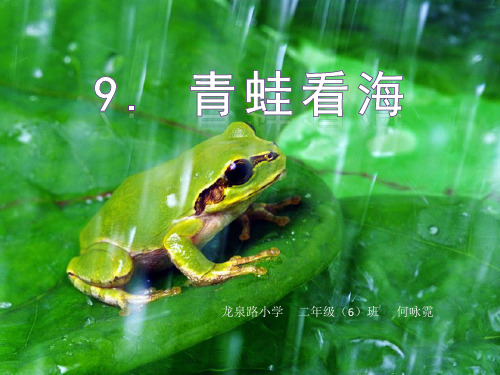 青蛙看海PPT课件