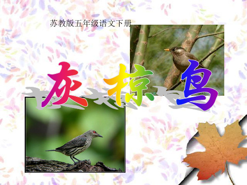 《灰椋鸟》PPT课件  省一等奖课件