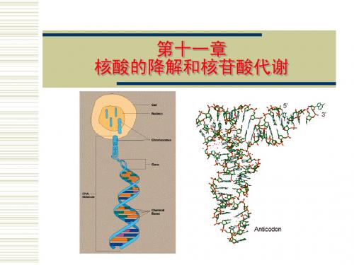 核酸的降解和核苷酸代谢PPT课件