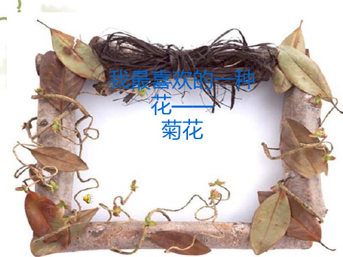 介绍植物——菊花ppt