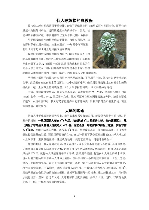 仙人球嫁接经典教程(图)