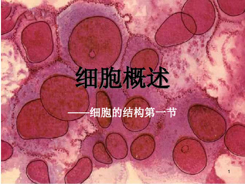 高中生物 第二章第一节细胞概述课件 浙教版必修1