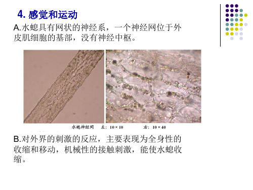 第四章 刺胞动物门之二