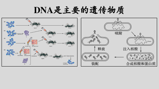 高考生物一轮复习：DNA是主要的遗传物质