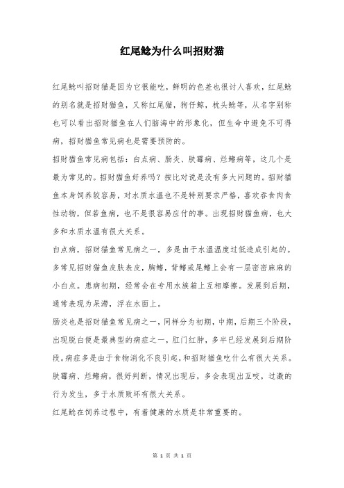 红尾鲶为什么叫招财猫