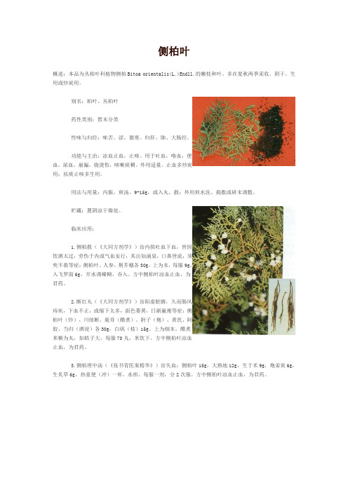 侧柏叶