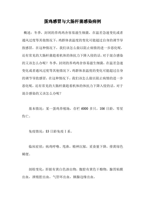 蛋鸡感冒与大肠杆菌感染病例.doc