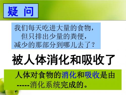 消化系统的组成