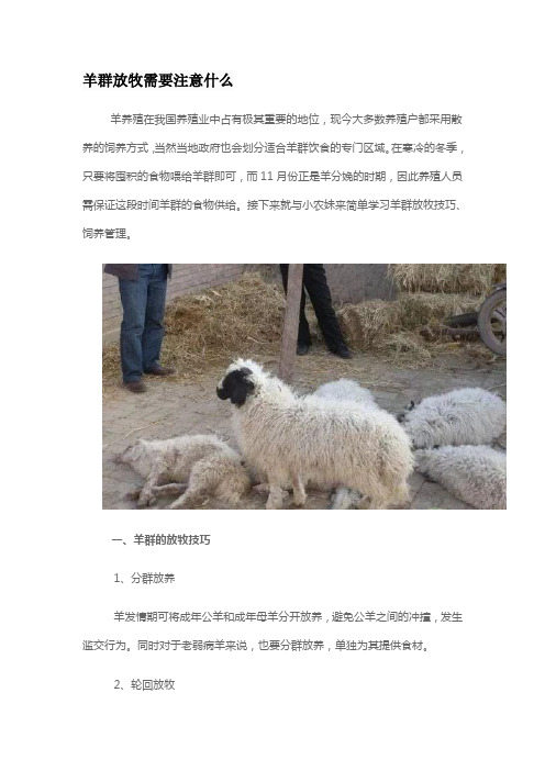 羊群放牧需要注意什么