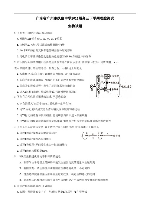 广东省广州市执信中学2011届高三下学期理综测试(生物)