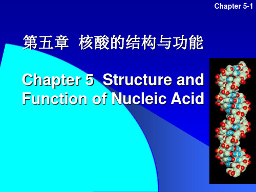 生物化学4 nucleic acid  核酸化学
