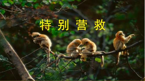 《特别营救》第一课时