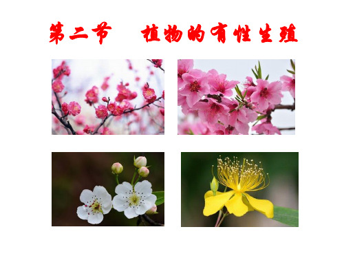 苏教版八年级下册生物《第二节 植物的有性生殖》课件