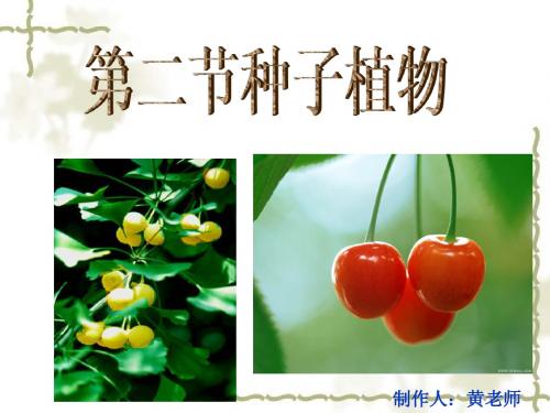 种子的结构__课件