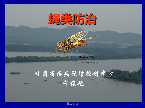 蝇类防治 ppt课件