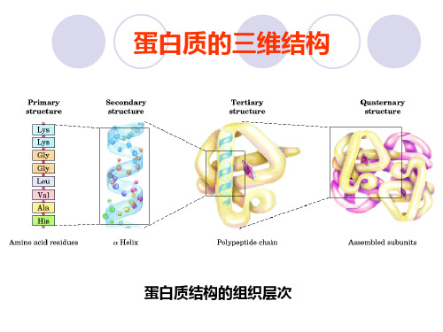 蛋白质化学-三维结构