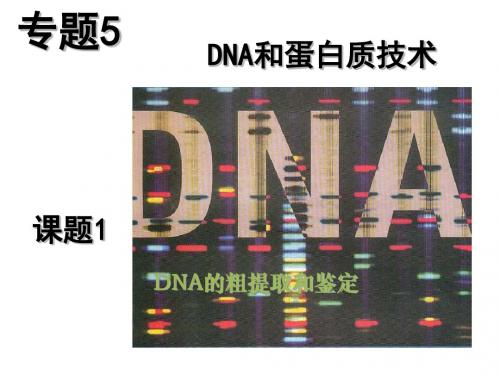 《DNA的粗提取与鉴定》PPT课件6 人教课标版