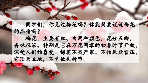 《梅花魂》ppt—人教部编版梅花魂完美课件13